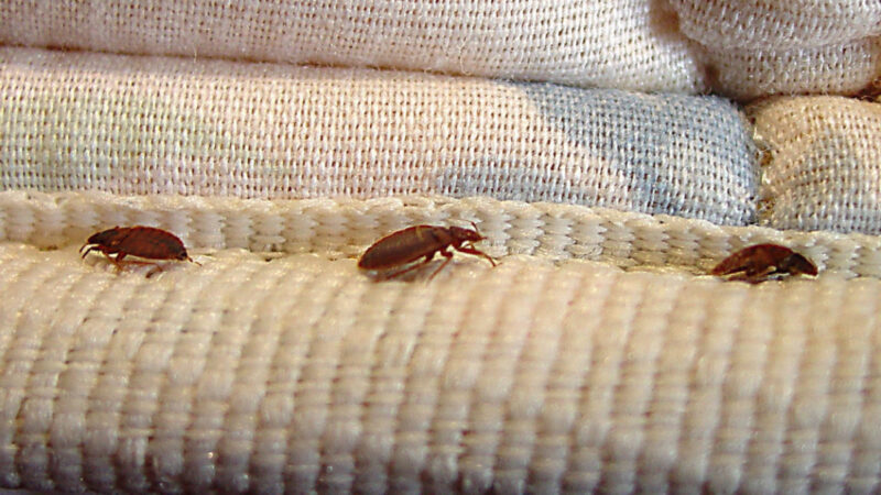 Can Washing Clothes Help Kill Bed Bugs?