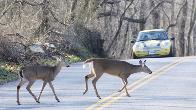 Deer Deaths Past 10 Days: A Disturbing Trend