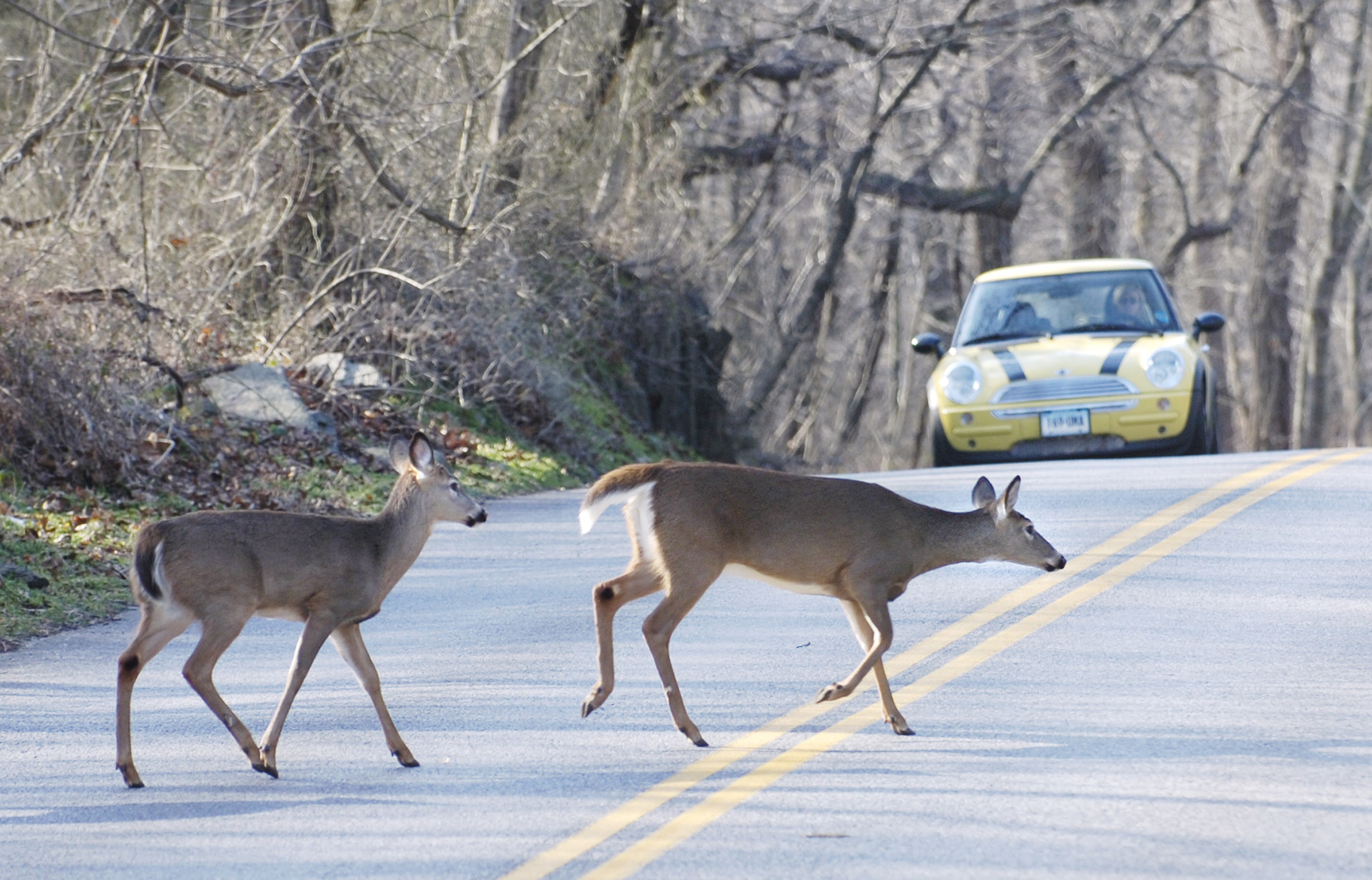 Deer Deaths Past 10 Days: A Disturbing Trend