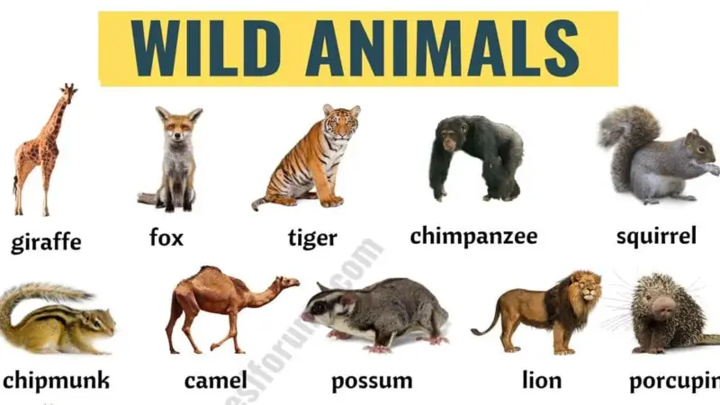 List of Wild Animals in the USA: Exploring the Diverse Wildlife