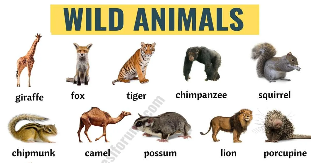 List of Wild Animals in the USA: Exploring the Diverse Wildlife