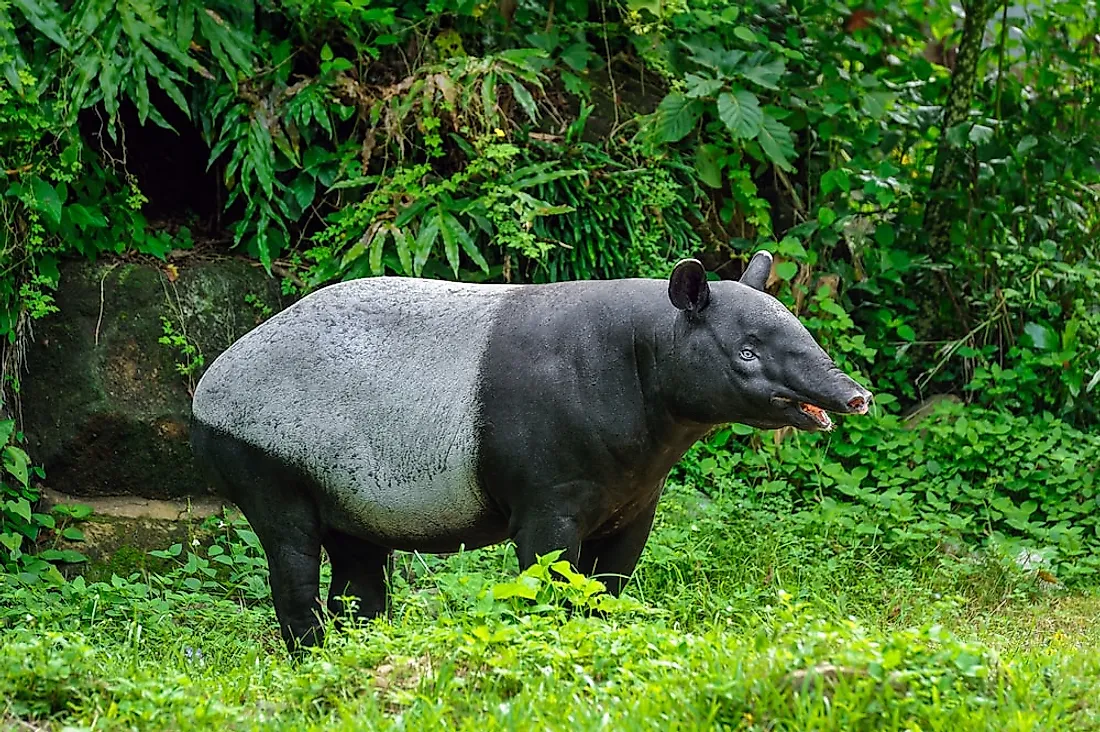 Most Popular Animals in the Southeast