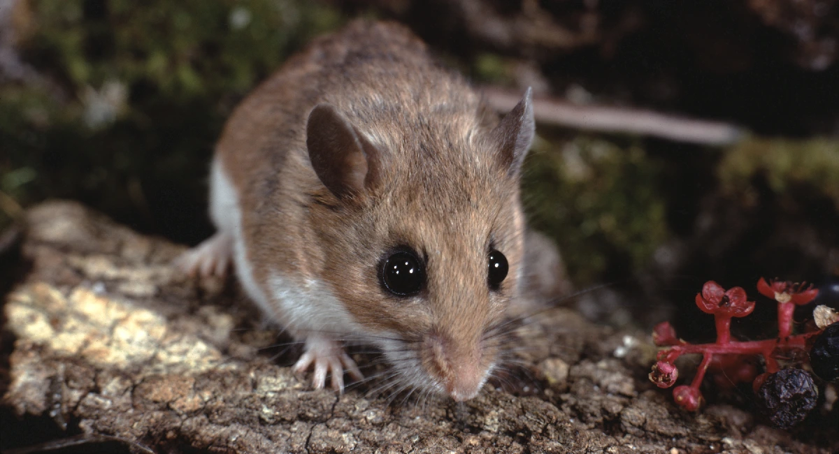 Introduction: North American Deer Mice