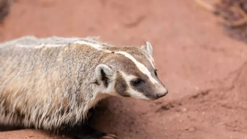 North American Wildlife: A Diverse and Rich Ecosystem