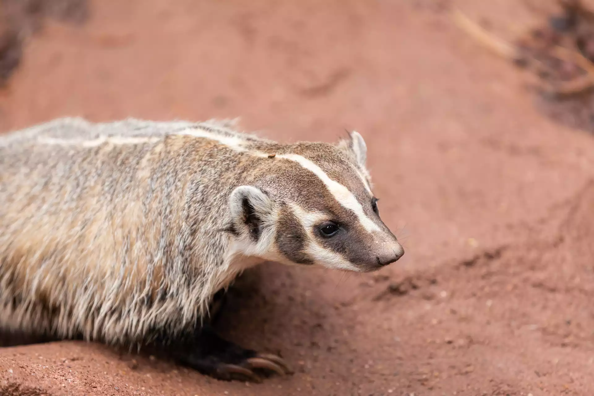 North American Wildlife: A Diverse and Rich Ecosystem