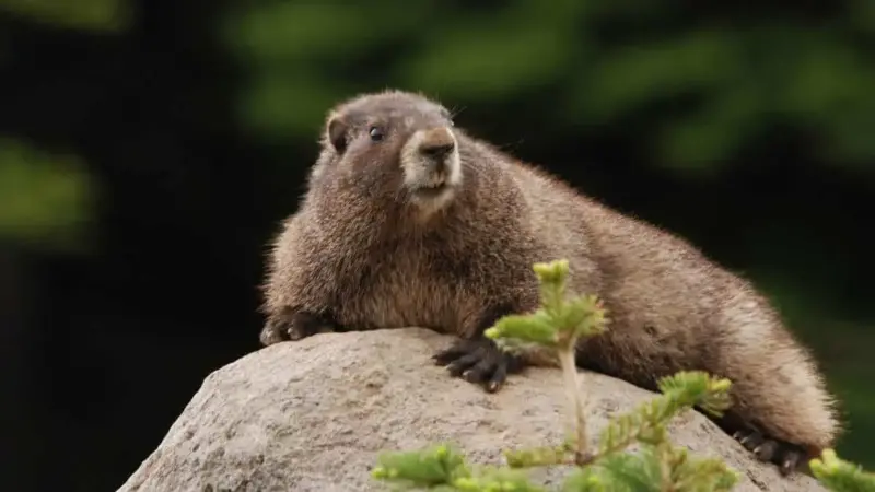 Small Rodents in North America