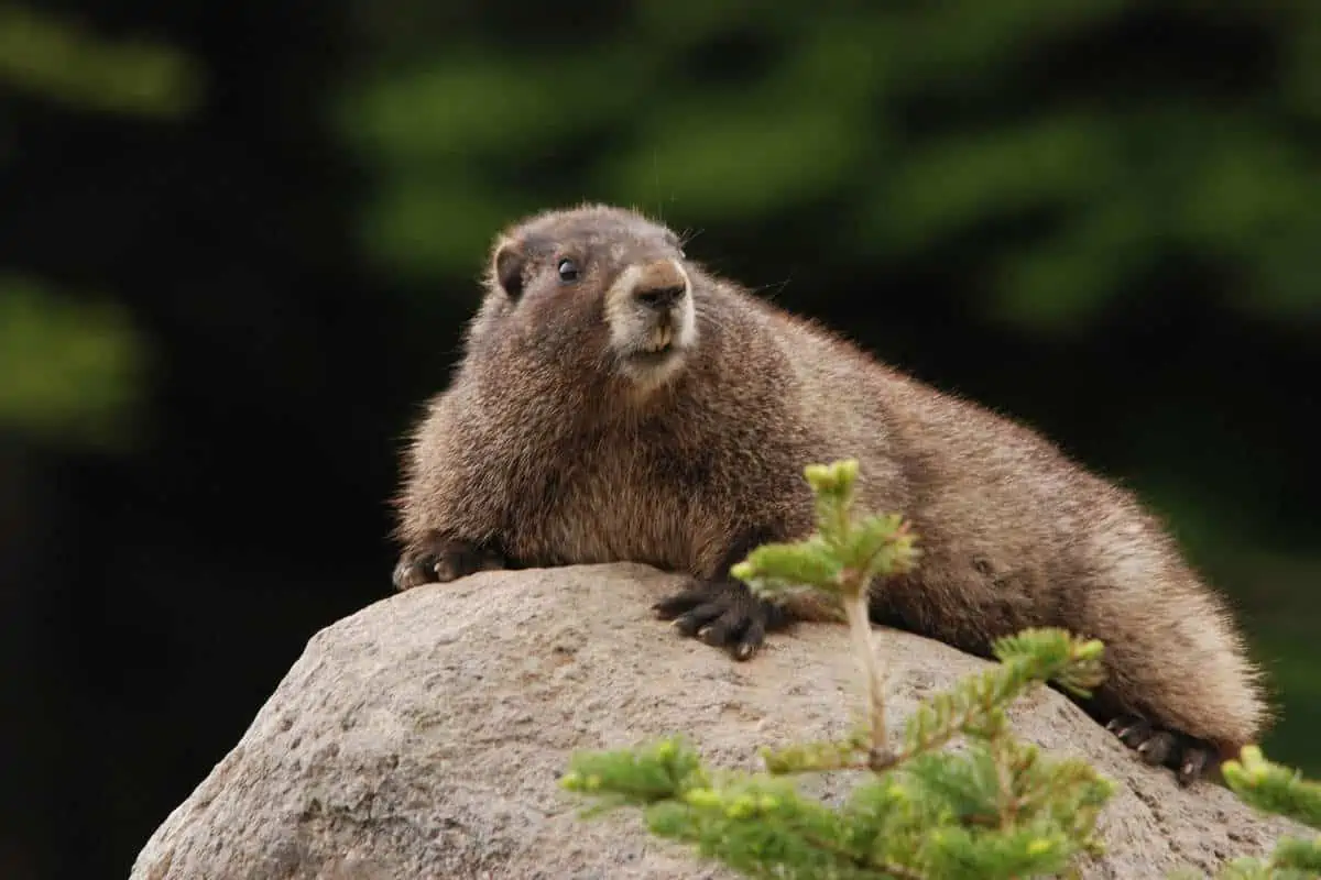 Small Rodents in North America