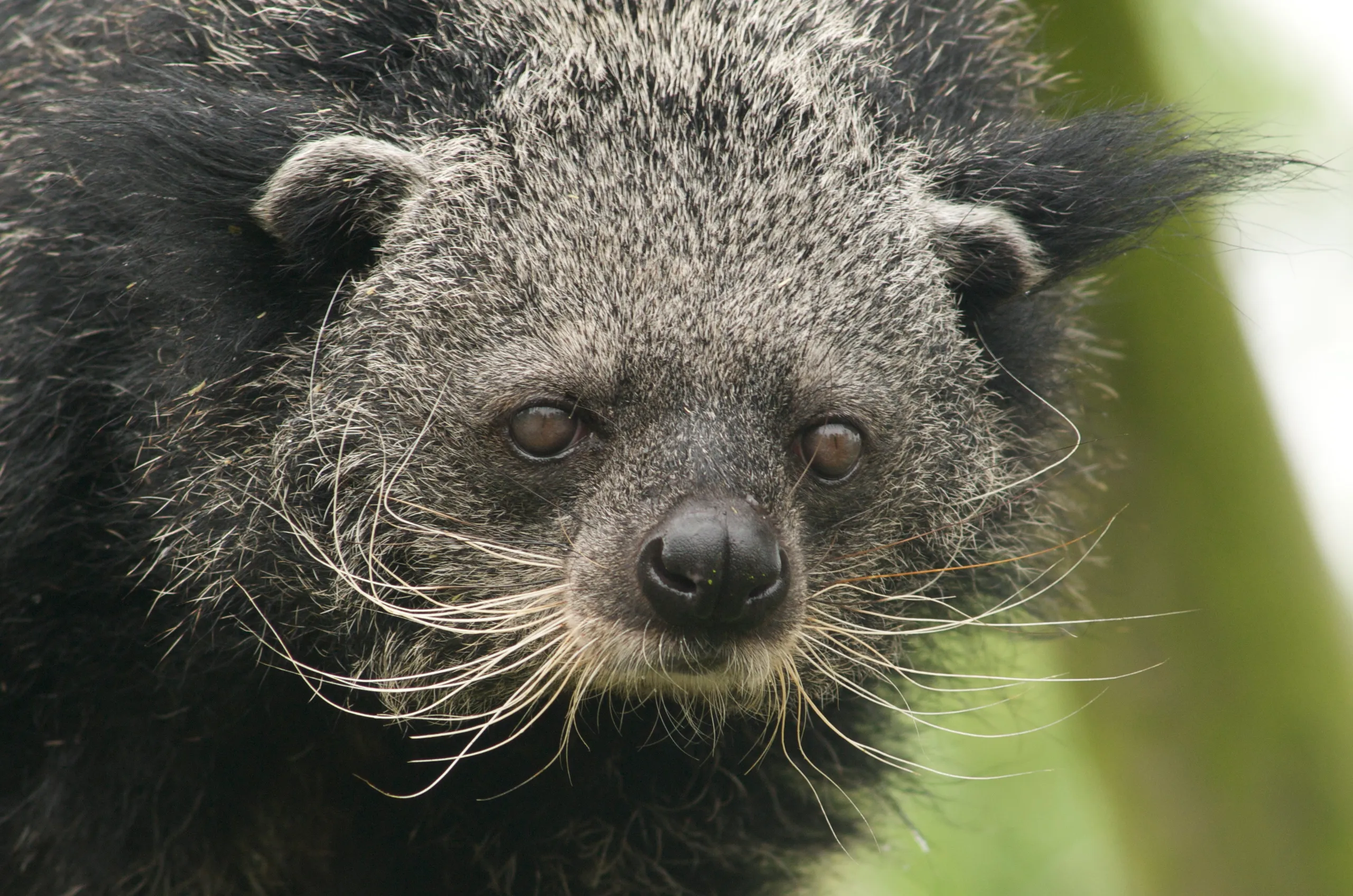 Strange North American Animals: Unveiling the Mysteries of the Wild